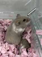 キャンベルハムスター ベビー♂ ライラック｜国産・2025年11月生｜ピュア☆アニマルの画像4