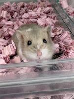 キャンベルハムスター ベビー♂ ライラック｜国産・2025年11月生｜ピュア☆アニマルの画像5