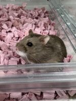 キャンベルハムスター ベビー♂ チョコレート｜国産・2025年11月生｜ピュア☆アニマルの画像1