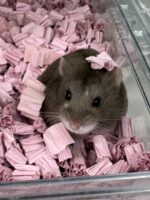 キャンベルハムスター ベビー♂ チョコレート｜国産・2025年11月生｜ピュア☆アニマルの画像2