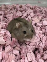 キャンベルハムスター ベビー♂ チョコレート｜国産・2025年11月生｜ピュア☆アニマルの画像3