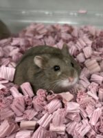 キャンベルハムスター ベビー♂ チョコレート｜国産・2025年11月生｜ピュア☆アニマルの画像4