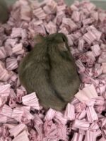 キャンベルハムスター ベビー♂ チョコレート｜国産・2025年11月生｜ピュア☆アニマルの画像5