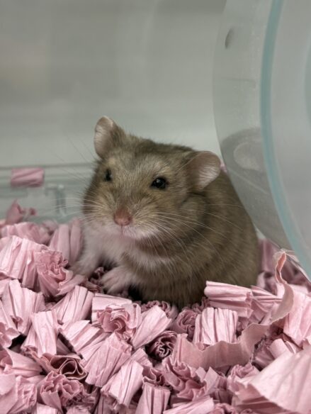 キャンベルハムスター ベビー♀ チョコレート｜国産・2025年12月生｜ピュア☆アニマルのメイン画像