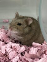 キャンベルハムスター ベビー♀ チョコレート｜国産・2025年12月生｜ピュア☆アニマルの画像1