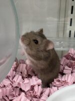 キャンベルハムスター ベビー♀ チョコレート｜国産・2025年12月生｜ピュア☆アニマルの画像2