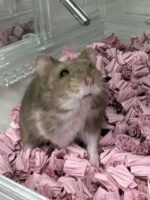 キャンベルハムスター ベビー♀ チョコレート｜国産・2025年12月生｜ピュア☆アニマルの画像3