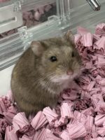 キャンベルハムスター ベビー♀ チョコレート｜国産・2025年12月生｜ピュア☆アニマルの画像4