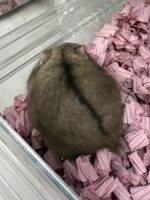 キャンベルハムスター ベビー♀ チョコレート｜国産・2025年12月生｜ピュア☆アニマルの画像5