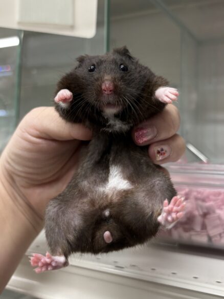 シリアンハムスターベビー クマ♀｜2025年6月8日生まれ(国産)｜ピュア☆アニマルのメイン画像