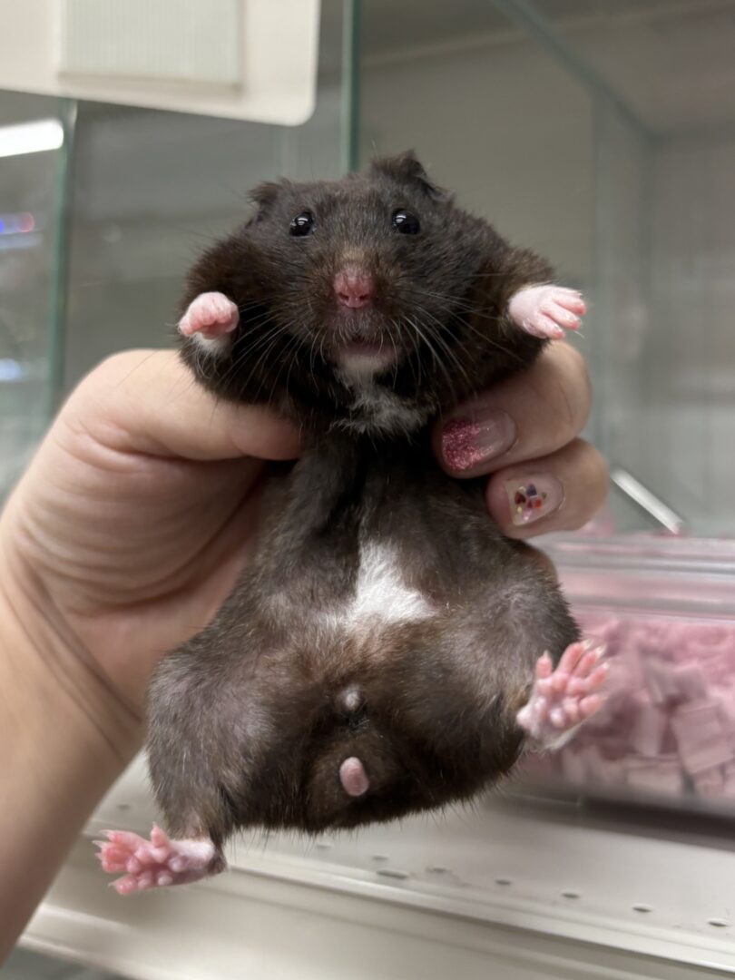 シリアンハムスターベビー クマ♀｜2025年6月8日生まれ(国産)｜ピュア☆アニマルのメイン画像