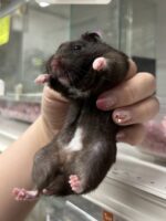 シリアンハムスターベビー クマ♀｜2025年6月8日生まれ(国産)｜ピュア☆アニマルの画像1