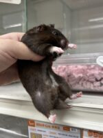 シリアンハムスターベビー クマ♀｜2025年6月8日生まれ(国産)｜ピュア☆アニマルの画像2