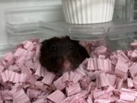 シリアンハムスターベビー クマ♀｜2025年6月8日生まれ(国産)｜ピュア☆アニマルの画像3