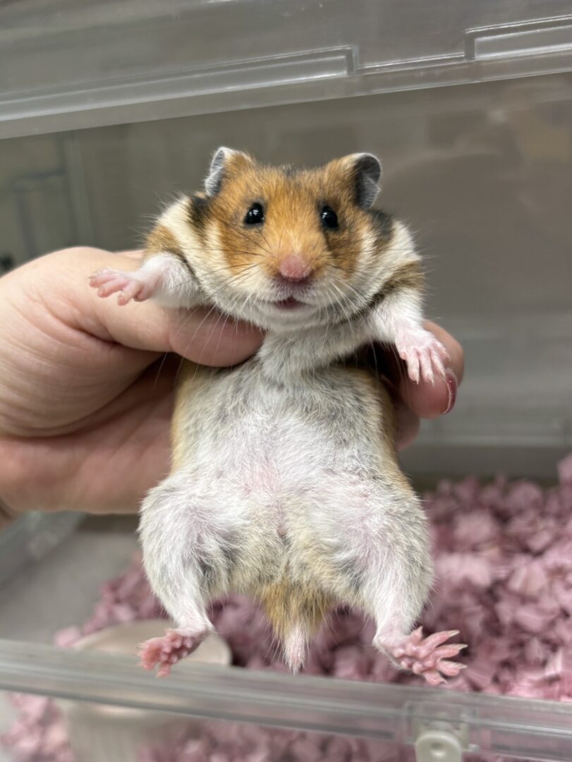 ゴールデンハムスターベビー ノーマル♀ 2025年9月生まれ｜ピュア☆アニマル（東京都大田区・小動物専門店）のメイン画像