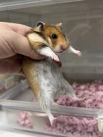 ゴールデンハムスターベビー ノーマル♀ 2025年9月生まれ｜ピュア☆アニマル（東京都大田区・小動物専門店）の画像1