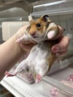 ゴールデンハムスターベビー ノーマル♀ 2025年9月生まれ｜ピュア☆アニマル（東京都大田区・小動物専門店）の画像2