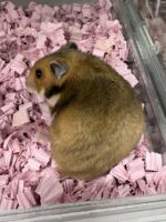 ゴールデンハムスターベビー ノーマル♀ 2025年9月生まれ｜ピュア☆アニマル（東京都大田区・小動物専門店）の画像3