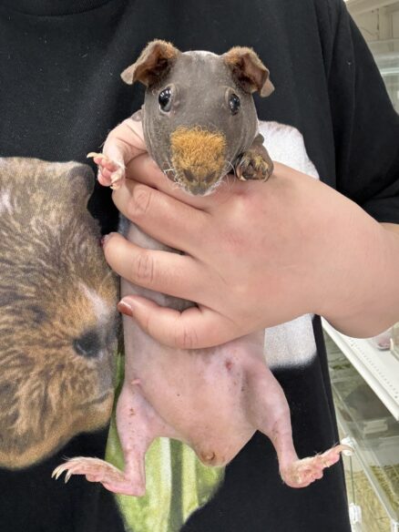 スキニーギニアピッグ ベビー♀（2025年9月生まれ）チェコ産｜東京都大田区 ピュア☆アニマルのメイン画像