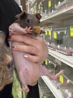 スキニーギニアピッグ ベビー♀（2025年9月生まれ）チェコ産｜東京都大田区 ピュア☆アニマルの画像1