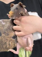 スキニーギニアピッグ ベビー♀（2025年9月生まれ）チェコ産｜東京都大田区 ピュア☆アニマルの画像2