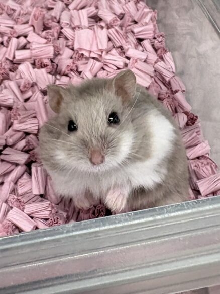 キャンベルハムスター ベビー♂ ライラック｜国産・2025年8月生｜ピュア☆アニマルのメイン画像