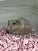 キャンベルハムスター ベビー♂ ライラック｜国産・2025年8月生｜ピュア☆アニマルの画像1