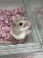 キャンベルハムスター ベビー♂ ライラック｜国産・2025年8月生｜ピュア☆アニマルの画像2