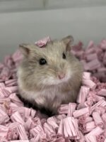 キャンベルハムスター ベビー♂ ライラック｜国産・2025年8月生｜ピュア☆アニマルの画像4