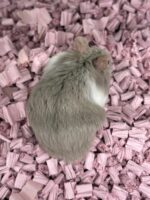 キャンベルハムスター ベビー♂ ライラック｜国産・2025年8月生｜ピュア☆アニマルの画像5