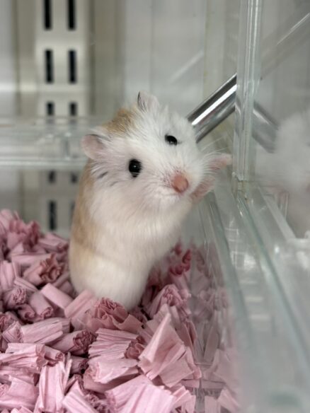 ロボロフスキーハムスターのメイン画像