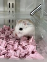 ロボロフスキーハムスターの画像1