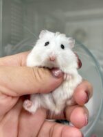 ロボロフスキーハムスターの画像2