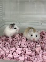 ロボロフスキーハムスターの画像3