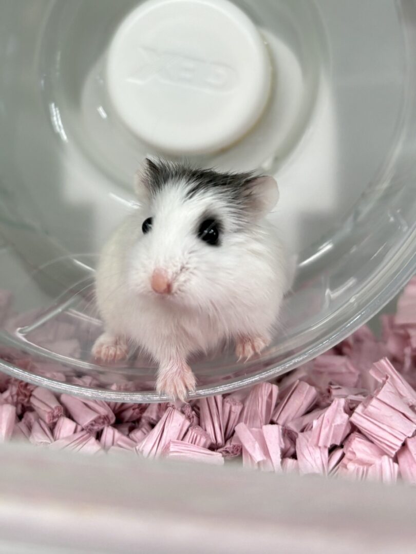 ロボロフスキーハムスターのメイン画像