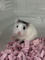 ロボロフスキーハムスターの画像1