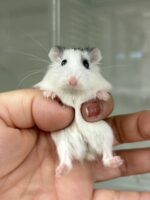 ロボロフスキーハムスターの画像3