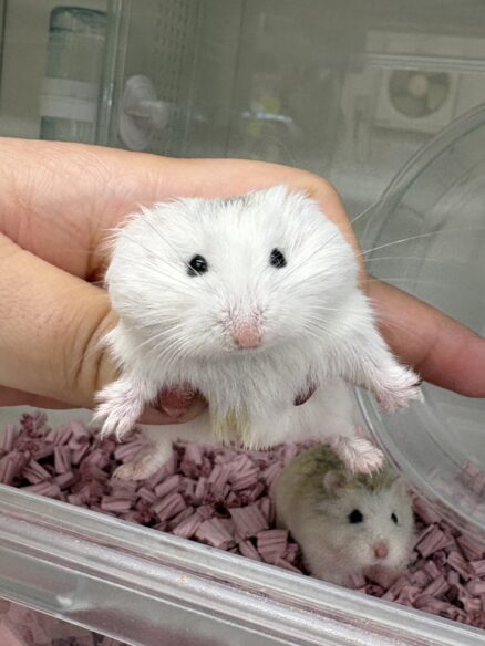 ロボロフスキーハムスターのメイン画像