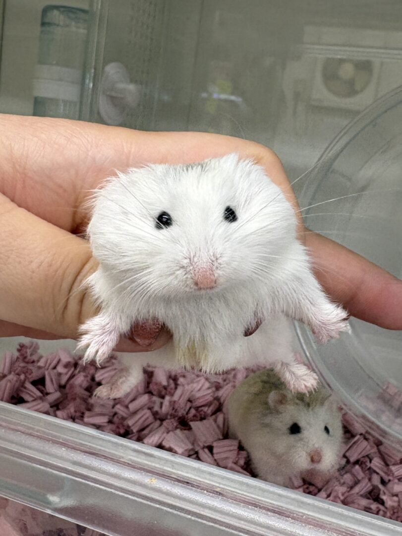 ロボロフスキーハムスターのメイン画像