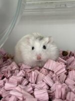 ロボロフスキーハムスターの画像1