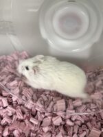 ロボロフスキーハムスターの画像3