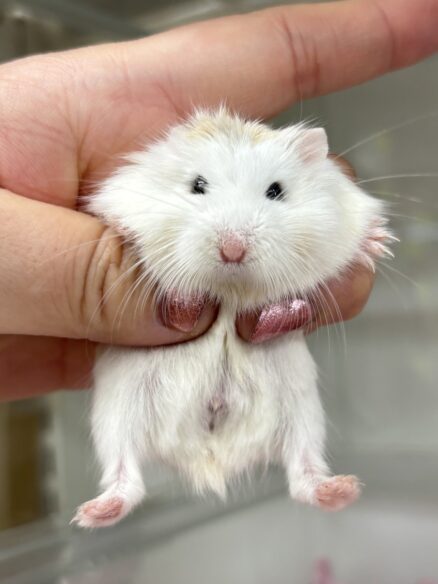 ロボロフスキーハムスターのメイン画像