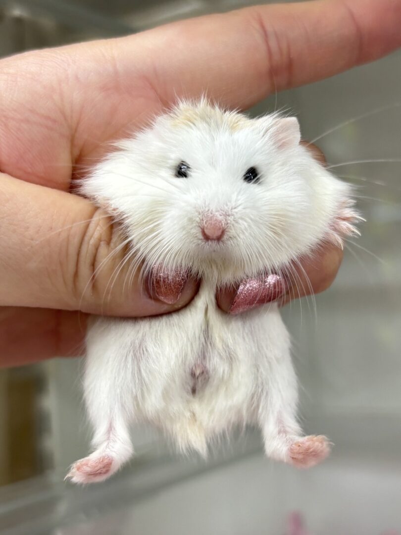 ロボロフスキーハムスターのメイン画像