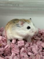 ロボロフスキーハムスターの画像1