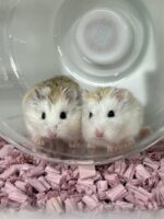 ロボロフスキーハムスターの画像3