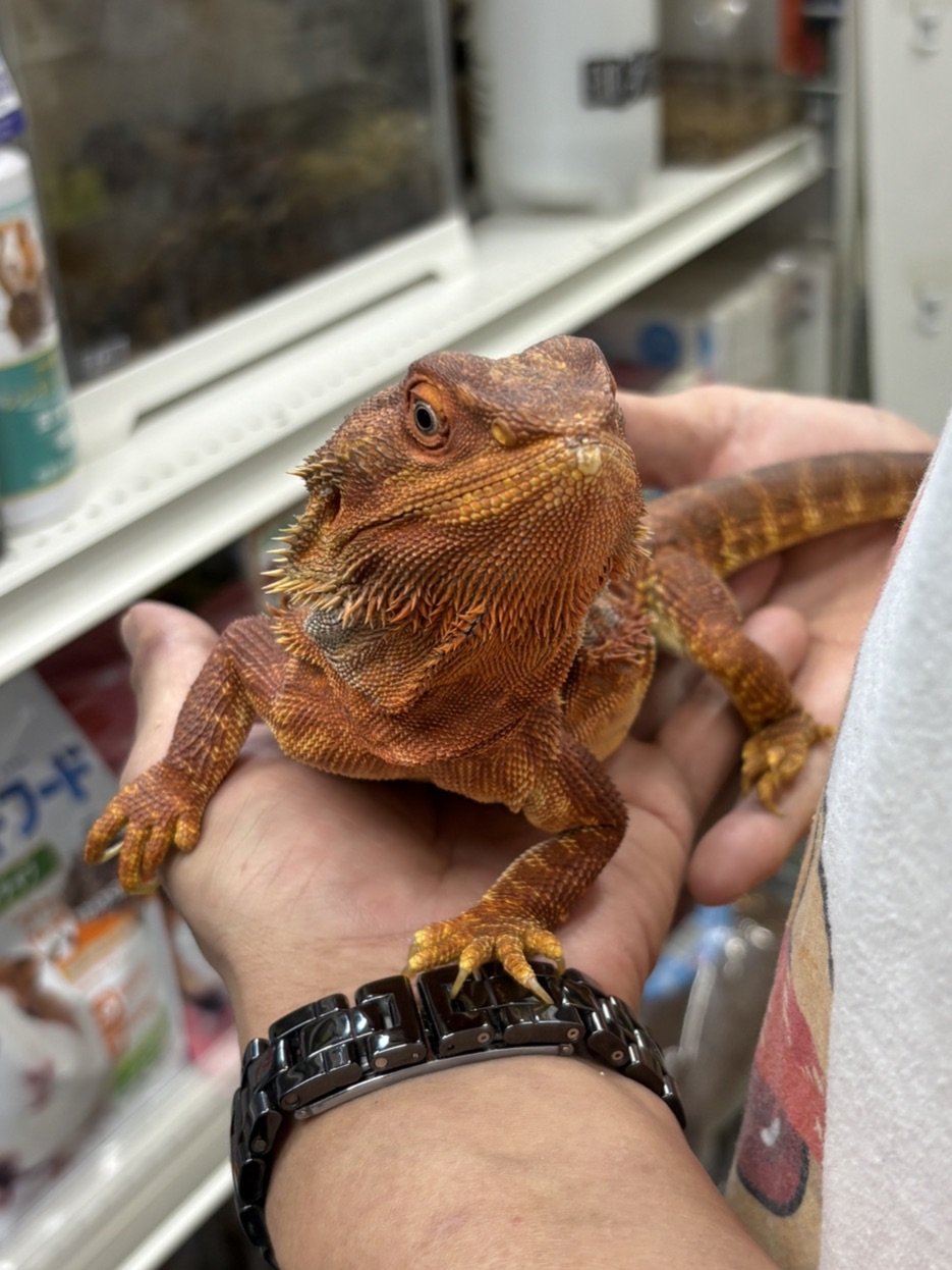 【極美個体】フトアゴヒゲトカゲ「ダークレッド・トランス」セミヤング入荷！安心サイズで初めての飼育にも超おすすめの画像