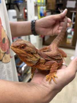 【極美個体】フトアゴヒゲトカゲ「ダークレッド・トランス」セミヤング入荷！安心サイズで初めての飼育にも超おすすめの画像