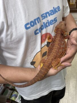 【極美個体】フトアゴヒゲトカゲ「ダークレッド・トランス」セミヤング入荷！安心サイズで初めての飼育にも超おすすめの画像