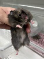 シリアンハムスターベビー クロクマロング♀｜国産・店頭案内の画像1