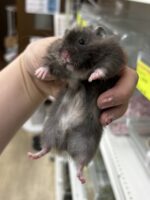 シリアンハムスターベビー クロクマロング♀｜国産・店頭案内の画像2